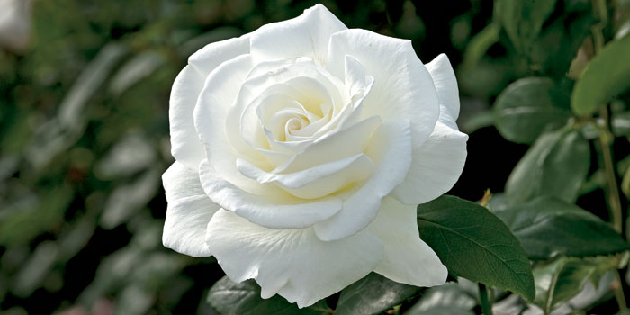 Kumpulan Galeri Gambar Bunga Mawar Putih Tercantik  