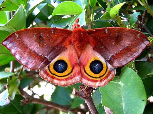 Why Do Moths Have Eyes On Their Wings