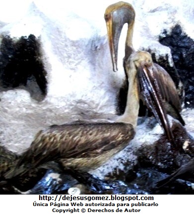 Pelícanos Foto de pelícanos del Museo de Historia Natural por Jesus Gómez