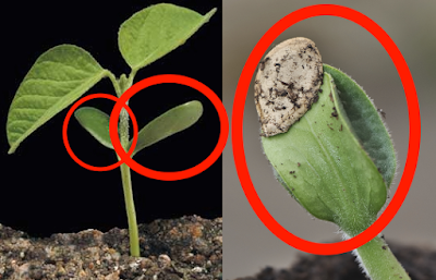 tumbuhan tentunya memiliki ciri yang berbeda contoh nya saja seperti  Ciri Khas dan Contoh Tumbuhan Dikotil