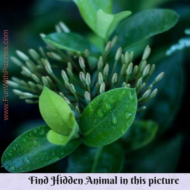 Hidden Animal Picture Brain Teaser