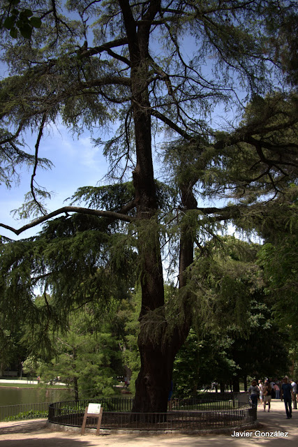 Parque del Retiro de Madrid. Itinerario 4. El Campo Grande.