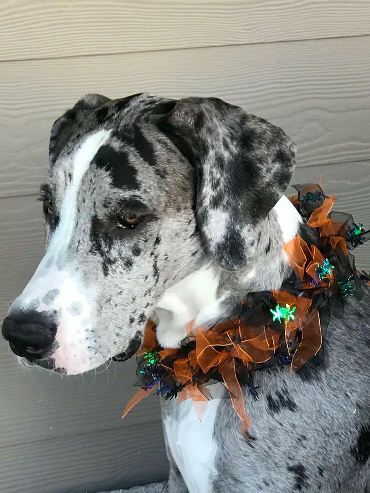 55 Best Images Harlequin Great Dane Puppies Colorado How Much Does A