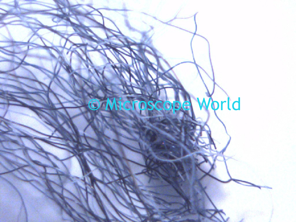 Microscope World Blog Forensic Microscope Kids Science Project