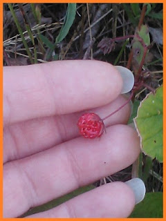 A miniscule but deep red strawberry, less than half the size of my fingertip.