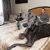 The largest vs. the smallest dog in the world?