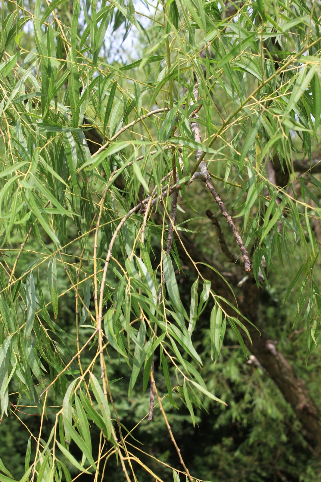 Nature Devotions Black Willow