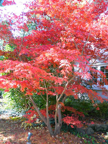 Acer palmatum Bloodgood Japanese maple autumn colour by garden muses-a Toronto gardening blog