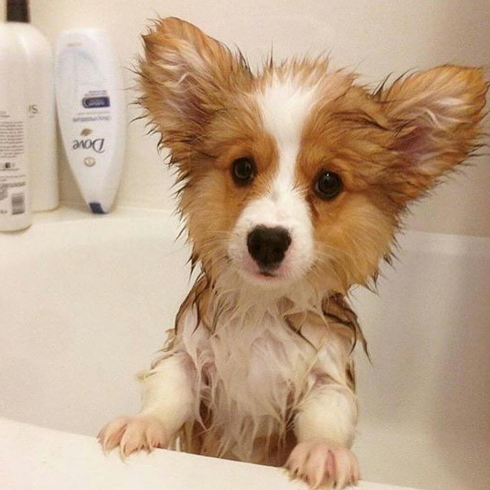 How to get your dog to love bath time