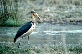 Lesser Adjutant Stork