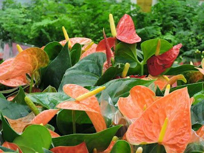 expo flores holambra salvador 2015