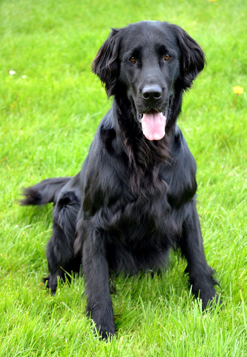 Curly Coated Retriever Breeders Profiles and Pictures ...
