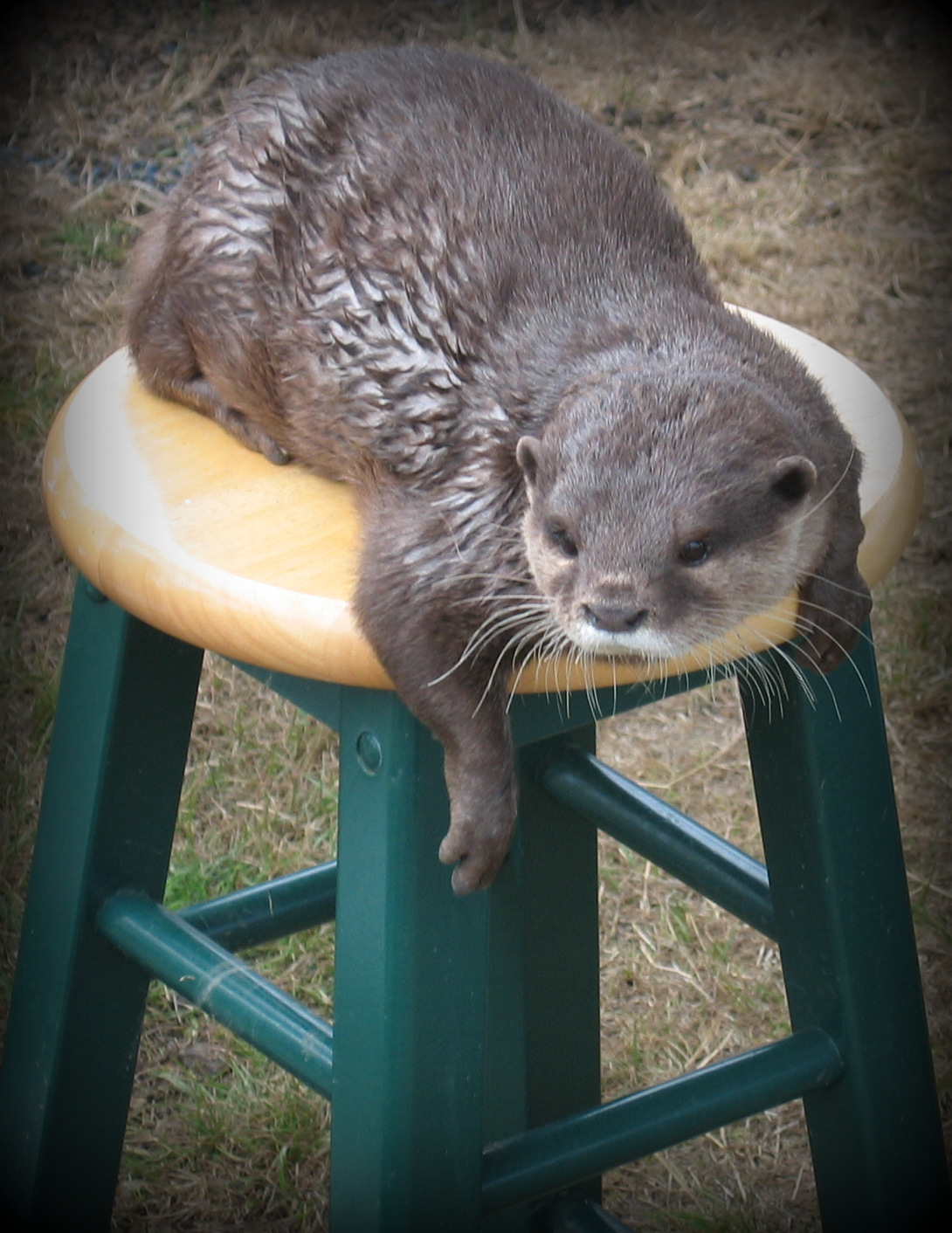Funnily Enough: More about our tame otters who appear in 'Funnily Enough'