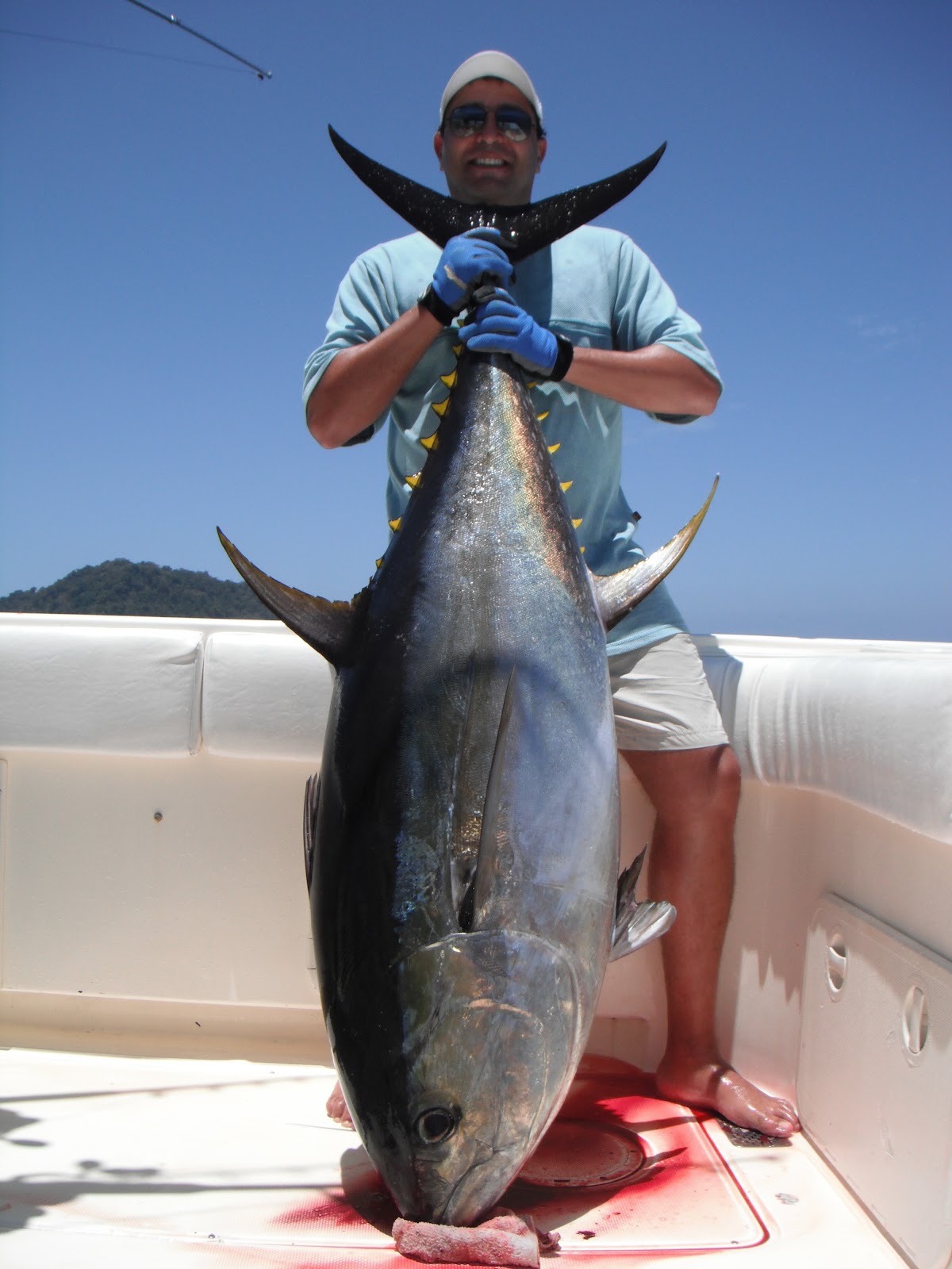 Дикий тунец 12. Тунец 600 кг. Дикий тунец рыба. Тунец маленький. Огромный тунец.