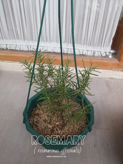 tanaman rosemary dalam pot