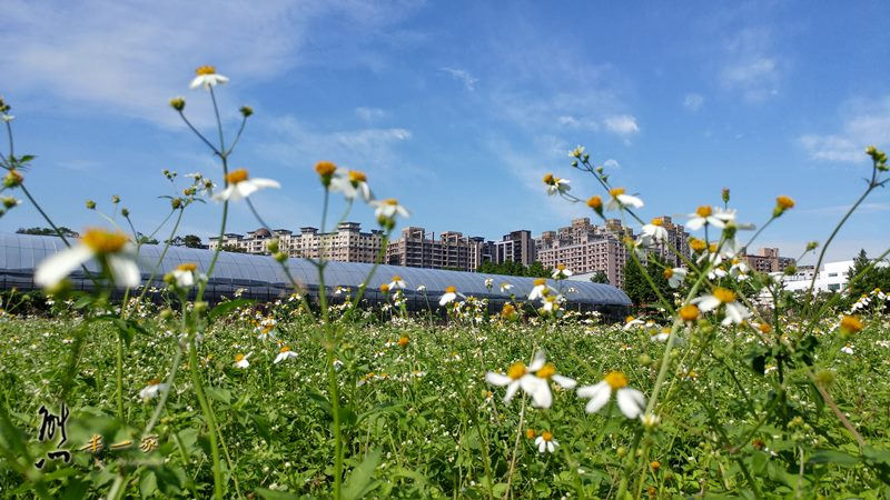 桃園農業改良場台北分場|佳園路農改場|樹林花海