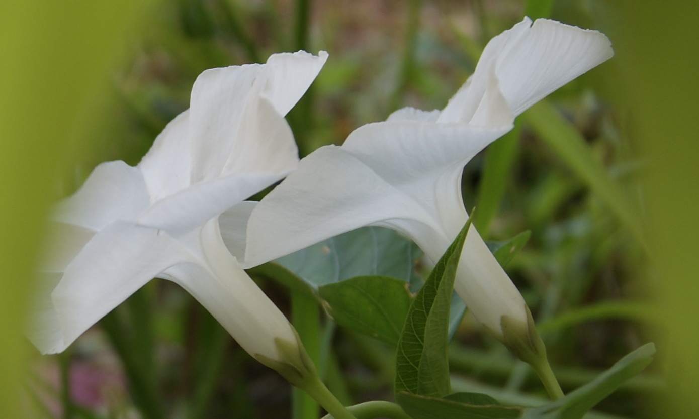 My little vegetable garden Kangkong white flowers and eventual seeds