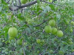 Imbu ou Umbu, Fruta Típica do Nordeste #Imbu ou Umbu, Fruta Típica do Nordeste