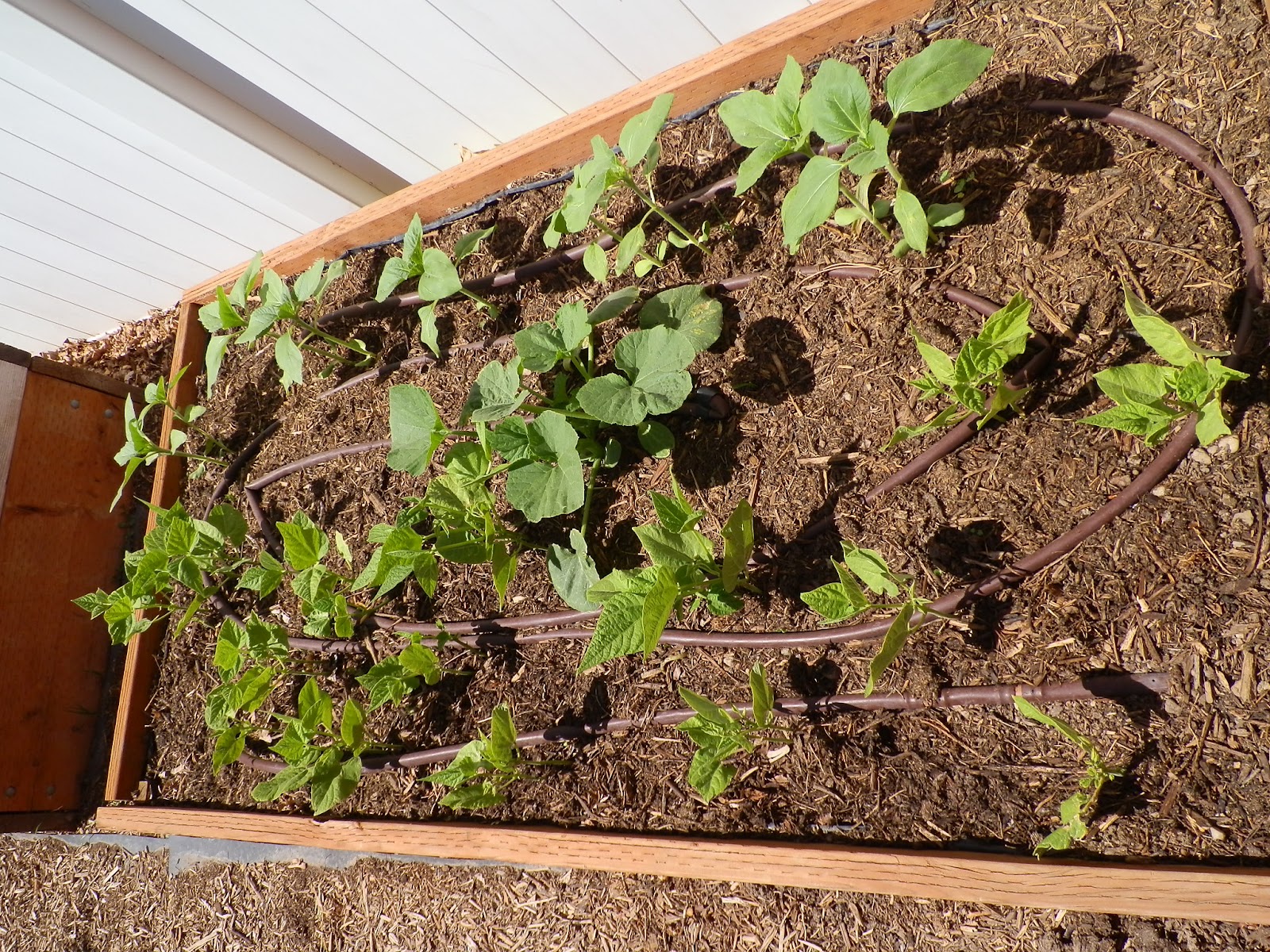 The Gardener's Spot: Drip Irrigation System for Vegetable Garden