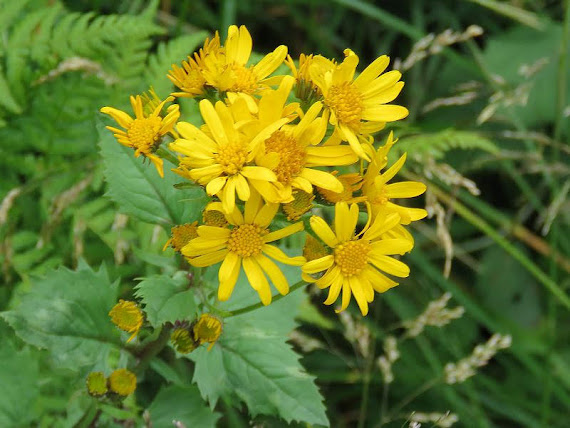 Starzec górski, starzec subalpejski (Senecio subalpinus).