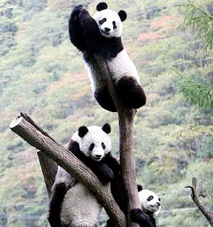 Oso panda Foto de osos panda trepados en una rama seca