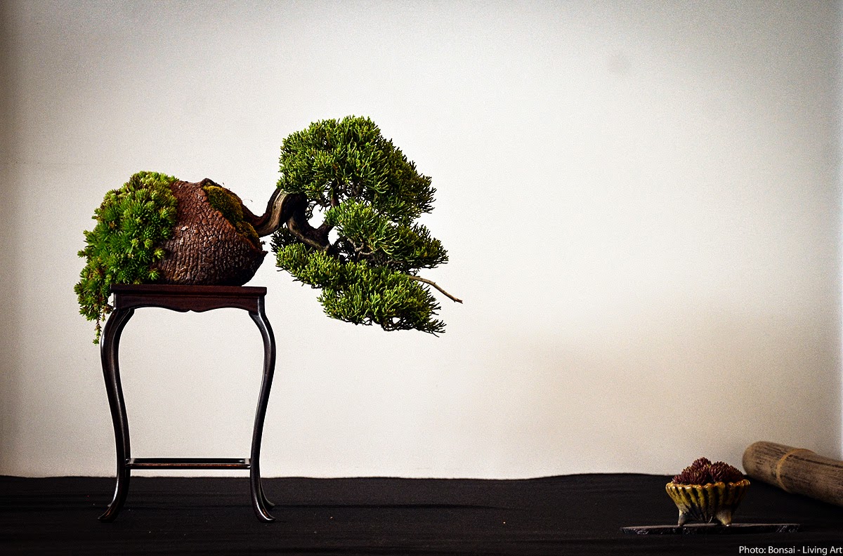 Bonsai Living Art Photos from the VI. International bonsai