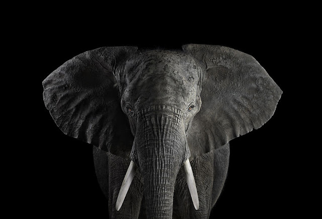 I-Create-Studio-Portraits-of-Exotic-Animals-Looking-Directly-Into-the-Camera7__880