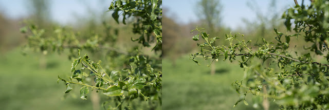 Image of a tree demonstrating that the AF system locks on to your focal point with minimal fuss