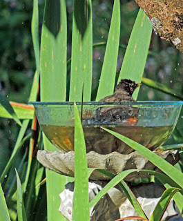 Robin, DIY birdbaths for wildlife, Oregon drought, Dusty Lane life in the country blog.