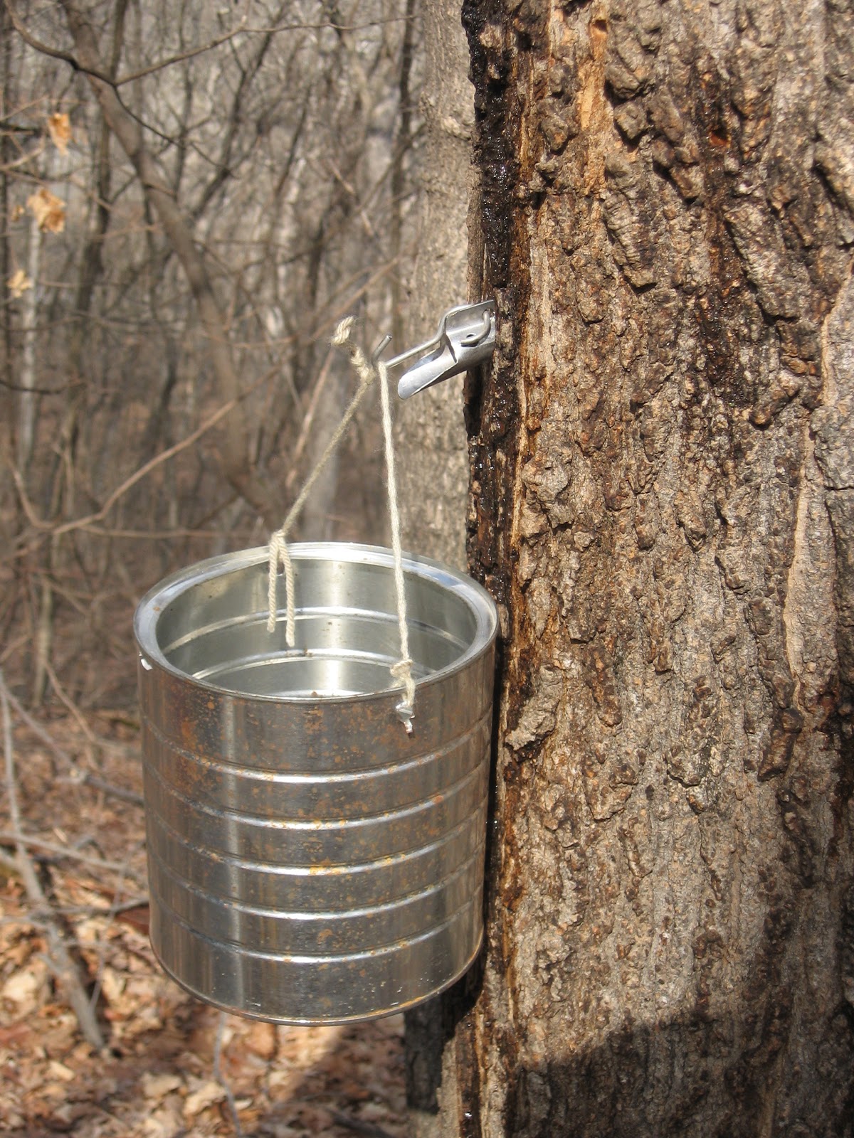 World Bird Sanctuary Maple Tapping at World Bird Sanctuary