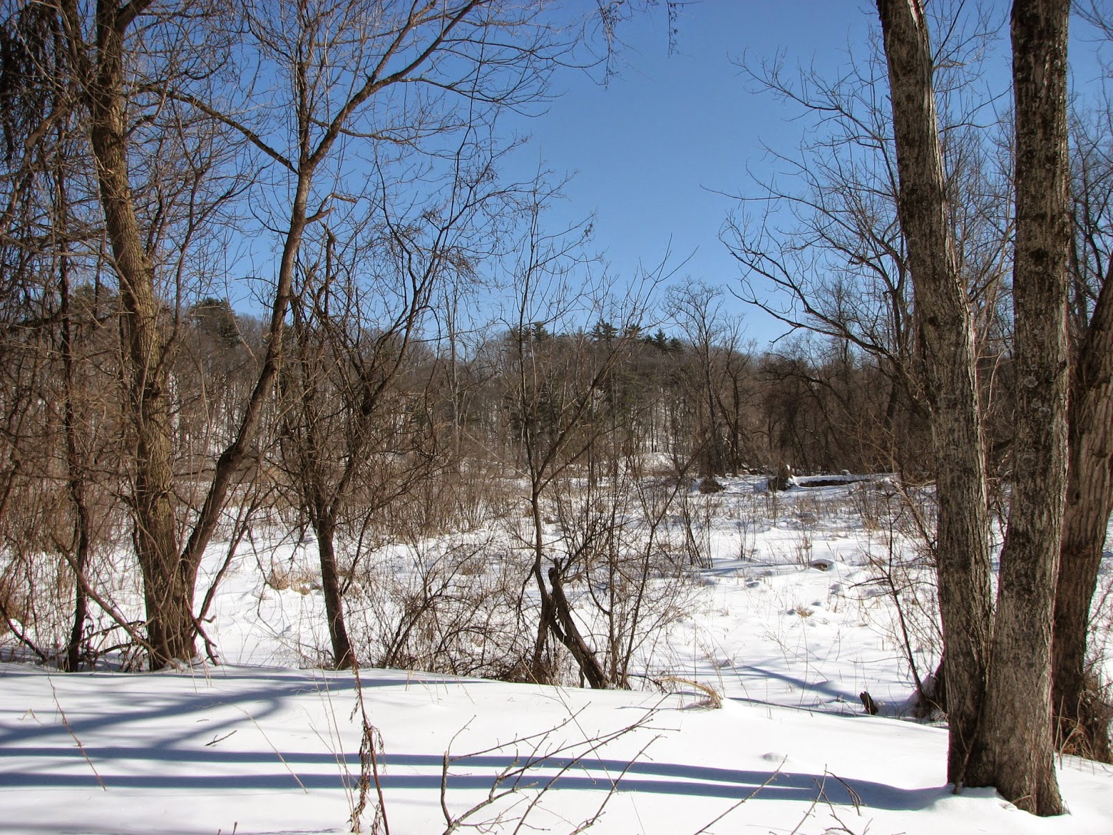 Woodside Natural Area, nature trailsWVPD. (Photos). In search of the