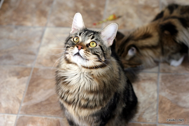 Cavallino 猫 ねこ ネコ 猫には猫の好みがある ジェードとシャドウのお見合い