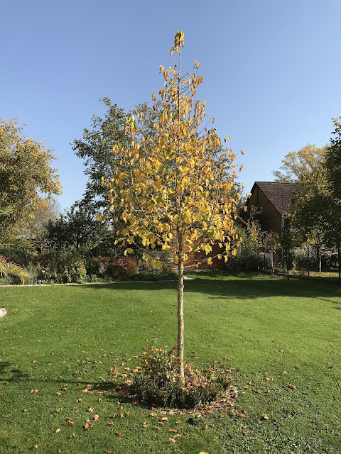 Baumhasel als Hausbaum Baumhasel als Hausbaum