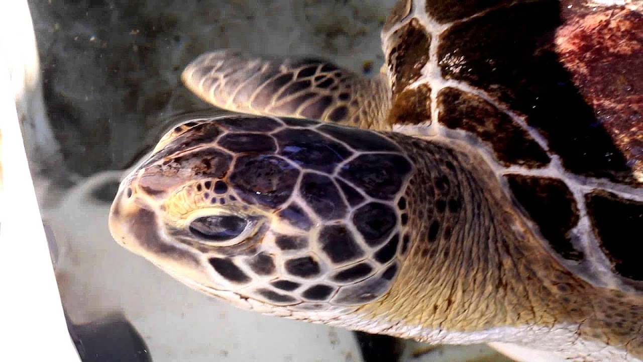 Littering Effects On Animals Effect Choices