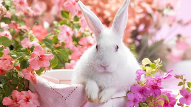 http://4.bp.blogspot.com/-ET1HVNA-YcU/T-01RLKB7iI/AAAAAAAAADE/cuR0jAvOF18/s640/rabbit+pics+(12).jpg