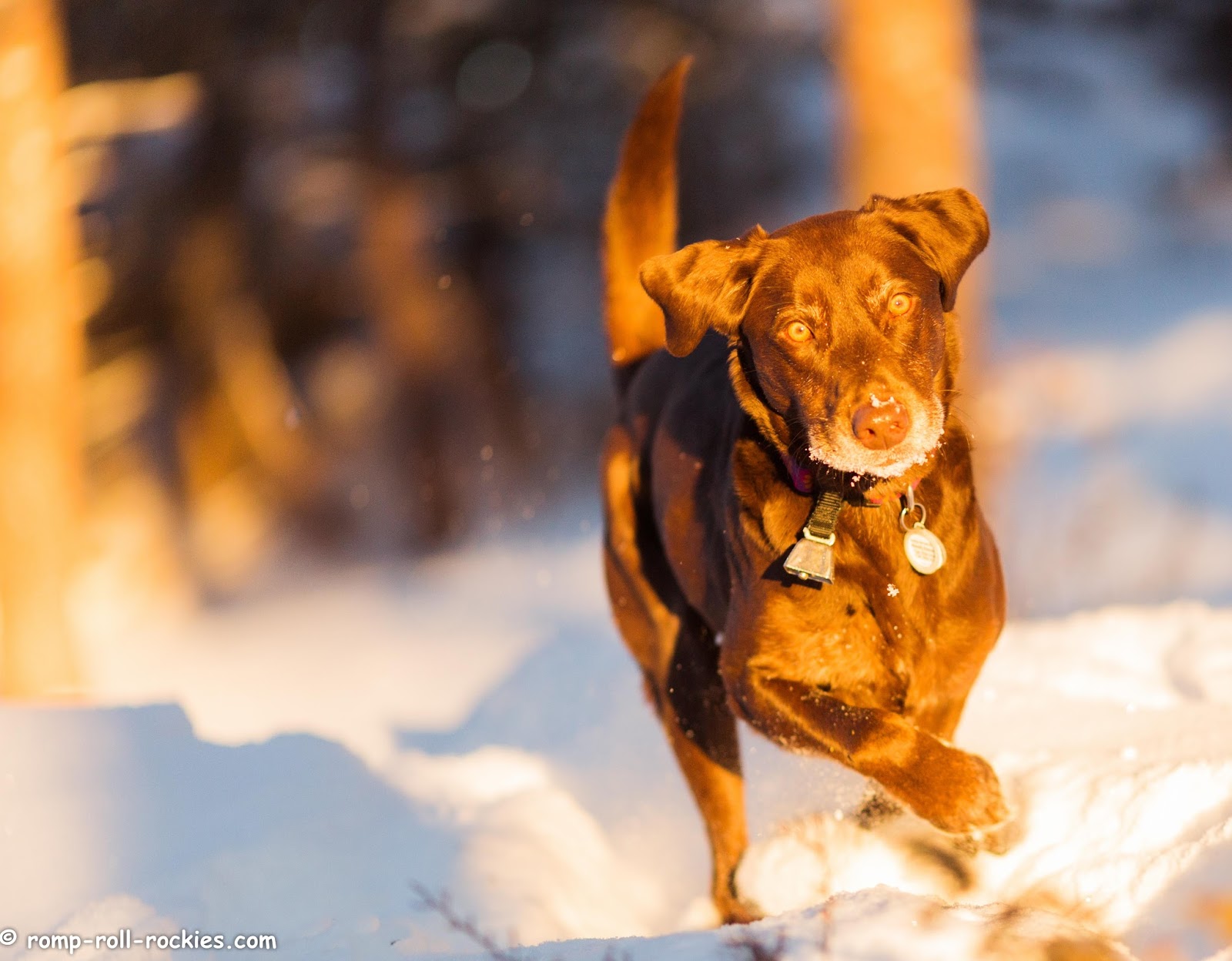 How To Get To Gauntlet Through Dogs How To Get To Gauntlet Through Dogs