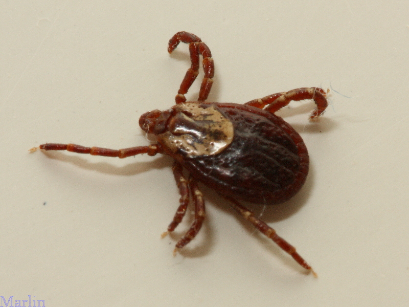 Arab Pest Control Common Ticks