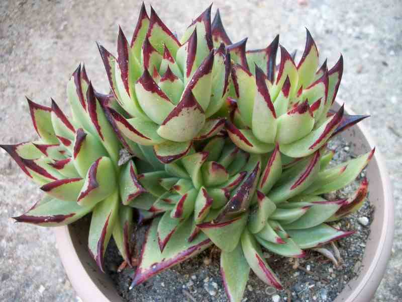 PlantWerkz Crested Molded Wax Agave Echeveria Agavoides