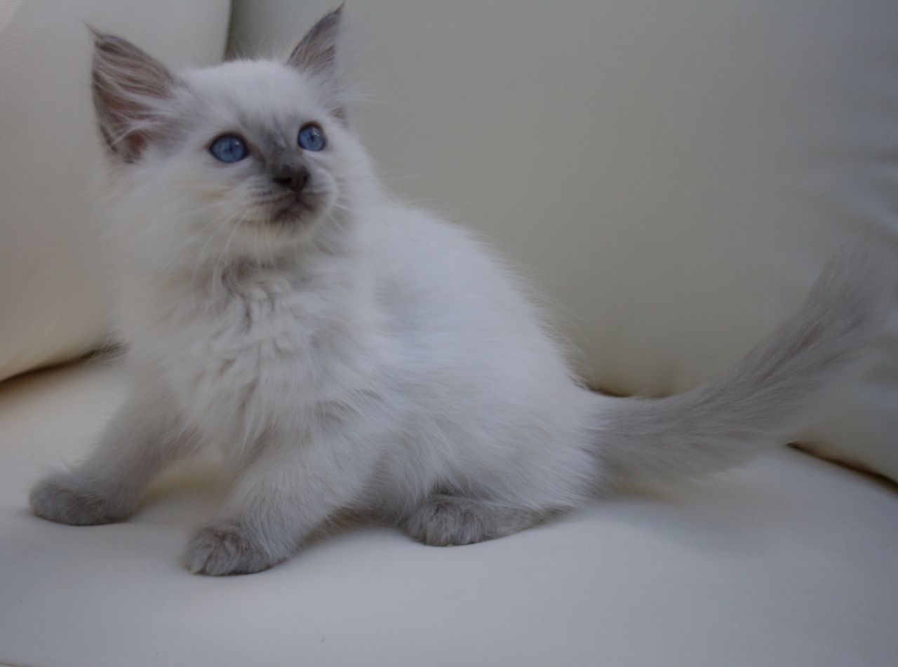 kuwait cats and kittens for sale gccf ragdoll kittens for five star