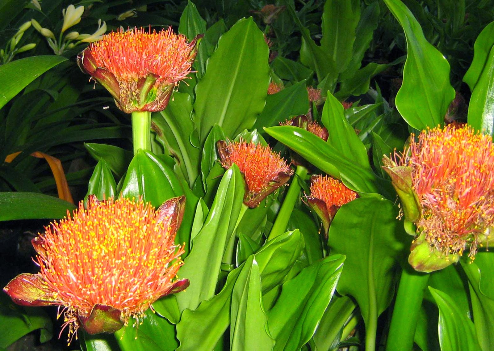 Environmental Rehabilitation and Indigenous Landscape Design Paintbrush Lily Scadoxus puniceus