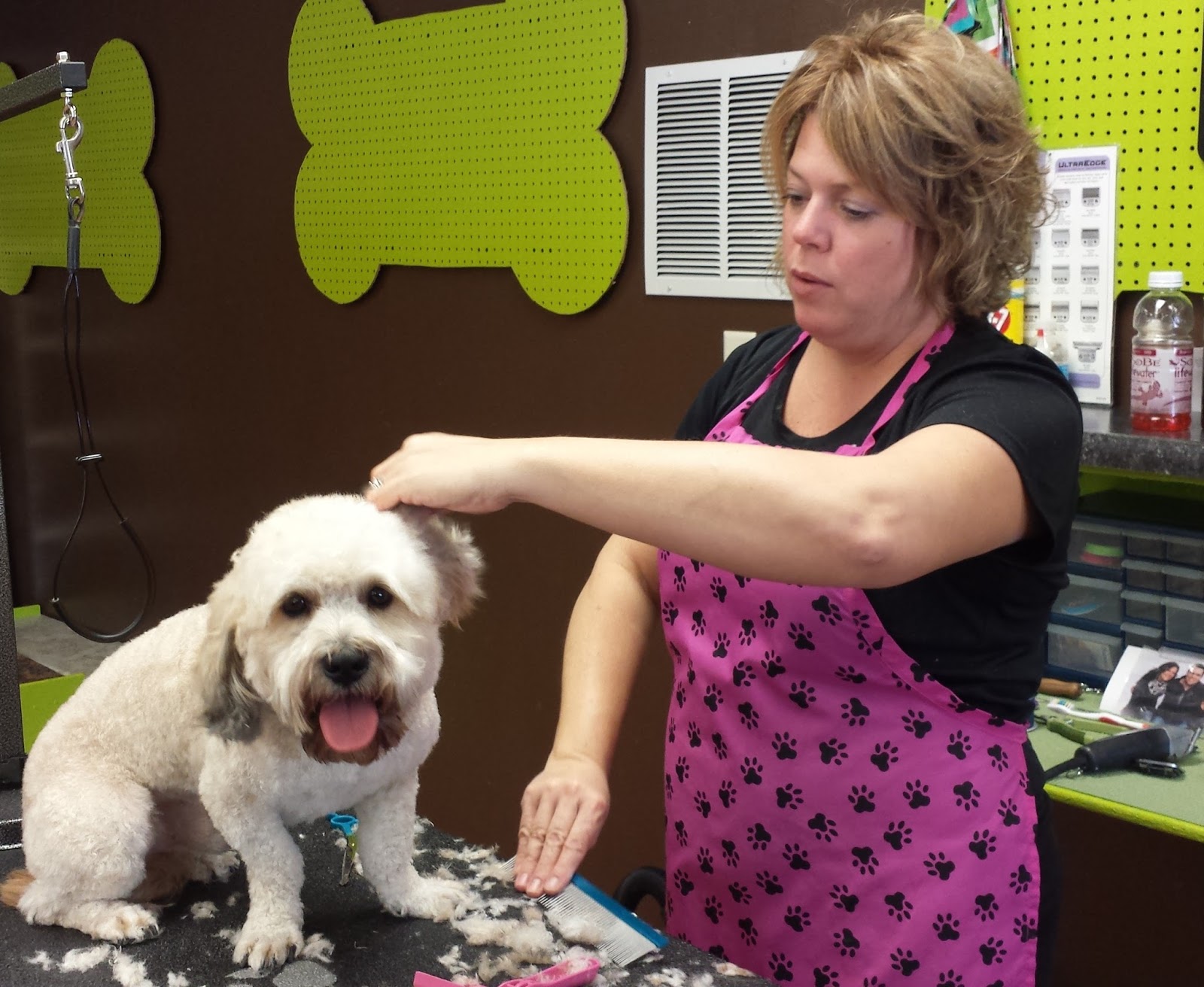 My Clean Dog in Cedar Rapids Groomers