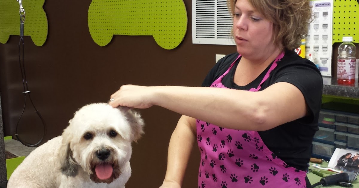 My Clean Dog in Cedar Rapids Groomers