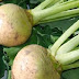 Eat THIS For Dinner 3 Days In A Row! You Will Be Amazed What Will Come Out Of Your Body!