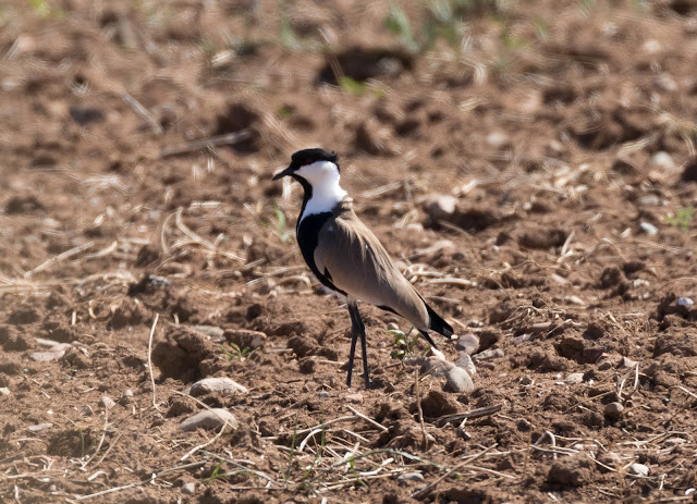 Spur-winged Plover - Paphos Sewage Works Spur-winged Plover - Paphos Sewage Works