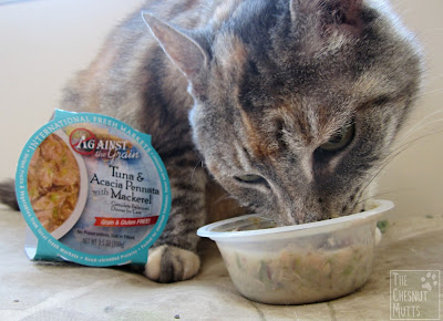 Smooshie eating Against the Grain Cat food