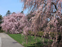 Hanami - Annual Cherry Blossom Viewing Time in Japan