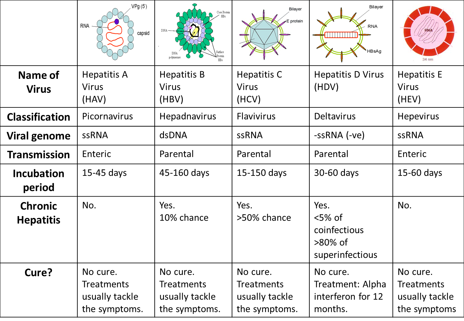 All You Need To Know About Hepatitis 