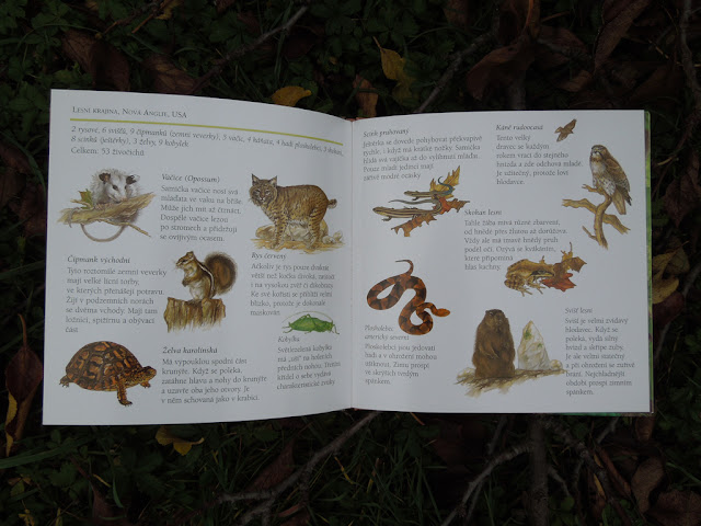 schovavana v prirode lesy a haje