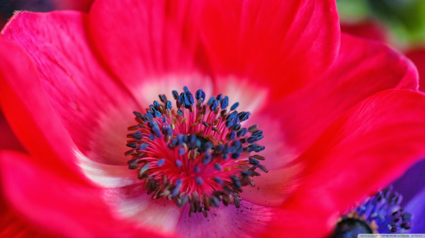 Flower Desktop Wallpaper Hình nền hoa cho desktop full HD