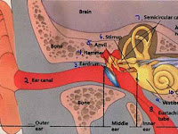Ear Diagram Ear Diagram